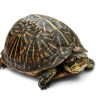 Adult Desert Ornate Box Turtle for sale