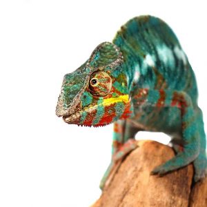 Bermanja Panther Chameleon for sale
