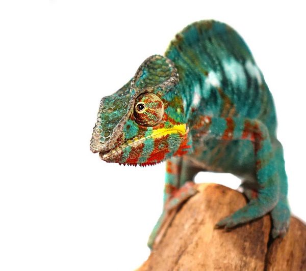 Bermanja Panther Chameleon for sale