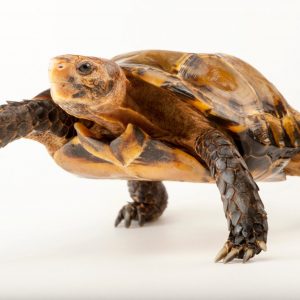 Serrated Hingeback Tortoise