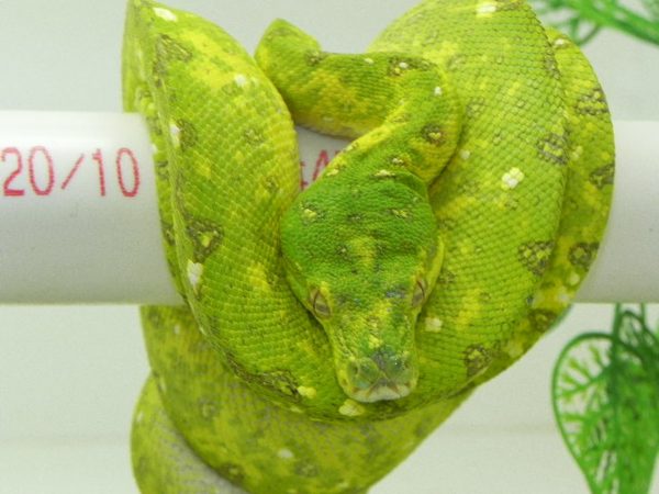Adult Biak Green Tree Python for sale