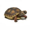 Juvenile Redfoot Tortoise