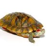 Female Pastel Red Ear Slider Turtle
