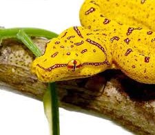 Baby Sorong Green Tree Python
