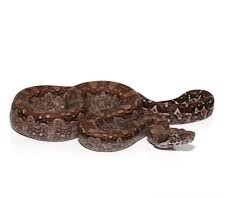 Aztec Colombian Redtail Boa for sale