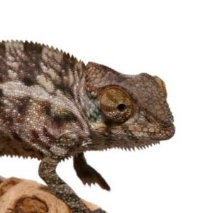 Baby Panther Chameleon