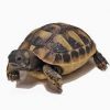Baby Greek Tortoise