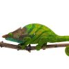 O'Shaughnessy's chameleon for sale
