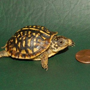 Baby Desert Ornate Box Turtle for sale