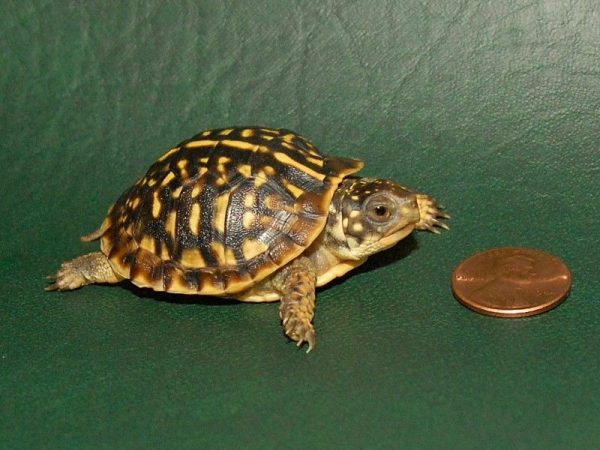 Baby Desert Ornate Box Turtle for sale