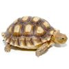 Yearling Sulcata Tortoise for sale