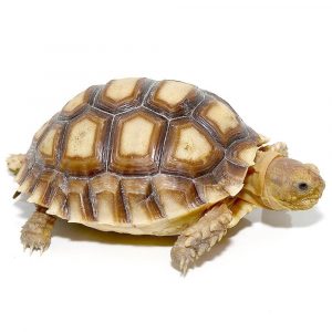 Yearling Sulcata Tortoise for sale