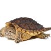 Baby Hypo Snapping Turtle for sale