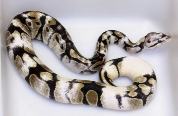 paradox ball python