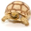Baby Hypo Sulcata Tortoise for sale