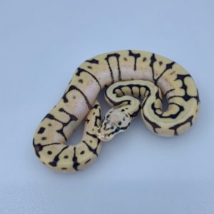 Baby Killerbee Scaleless Head Ball Python