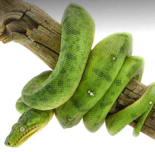 Anaconda Phase Emerald Tree Boa