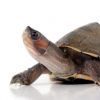 Baby Indian Brown Roofed Turtle