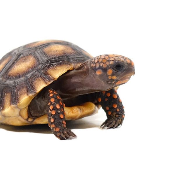 Yearling Redfoot Tortoise