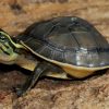 Baby Cream Asian Box Turtle