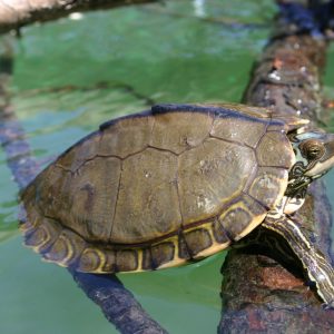 Yearling Pearl River Map Turtle