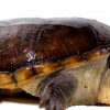 Narrow Bridged Mexican Musk Turtle