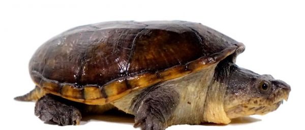 Narrow Bridged Mexican Musk Turtle