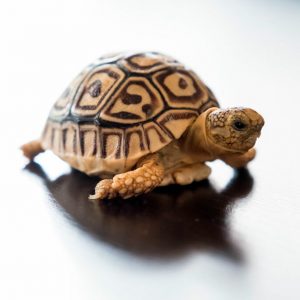 baby leopard tortoise