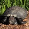 Yearling Burmese Brown Mountain Tortoise