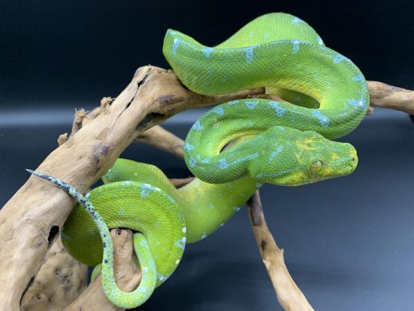 Sorong Green Tree Python for sale