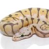 Baby Spinnerblast Scaleless Head Ball Python