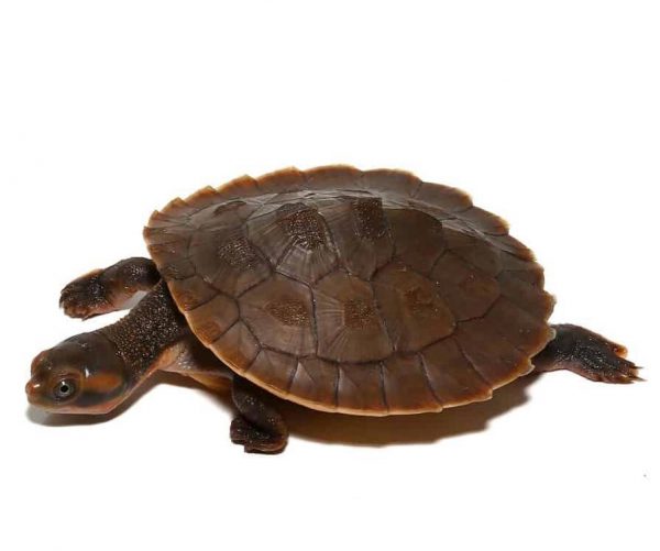 Baby Red Faced Short Neck Turtle