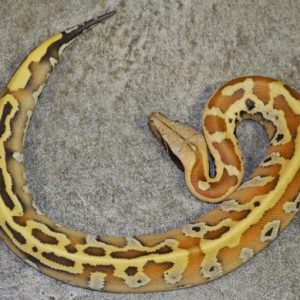 Baby Bangka Blood Python