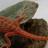 Baby Magma Hypo Translucent Dunner Bearded Dragon