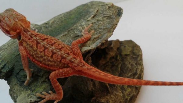Baby Magma Hypo Translucent Dunner Bearded Dragon