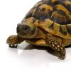 Northern Zombensis Hinge back Tortoise