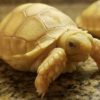 Baby Ivory Sulcata Tortoise for sale