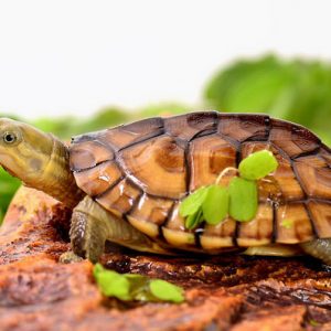 Baby Asian Yellow Pond Turtle