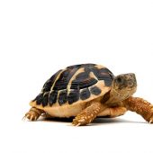 Walking Turtle on a white background